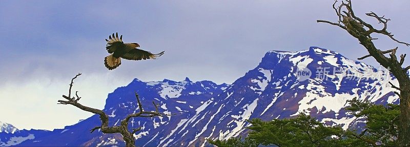 鹰在白雪皑皑的山顶上飞翔，在树木上狩猎——El Calafate，巴塔哥尼亚